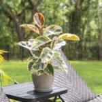 Variegated Rubber Plant – Premium Indoor Decorative Ficus Plant for Home & Office | Uglaoo
