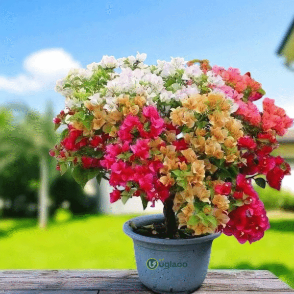 Multicolour Bougainvillea Plant – Vibrant Flowering Climber for Home Garden & Balcony | Uglaoo