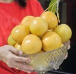 Gold Parsimon Mango Plant – Premium Golden Sweet Mango Tree for Home Garden | Uglaoo - Image 2