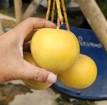 Gold Parsimon Mango Plant – Premium Golden Sweet Mango Tree for Home Garden | Uglaoo - Image 3