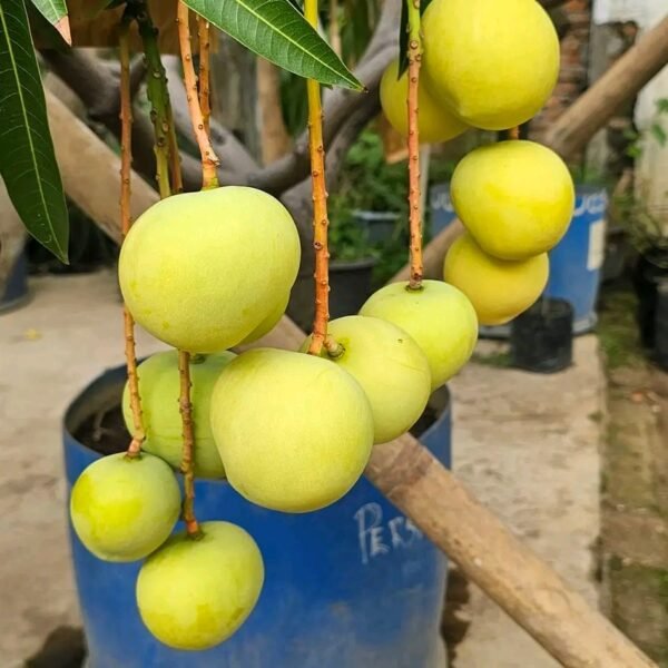 Gold Parsimon Mango Plant – Premium Golden Sweet Mango Tree for Home Garden | Uglaoo