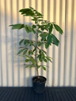 Red Ping Pong Longan Plant – Exotic Sweet Red Longan Fruit Tree for Home Garden | Uglaoo - Image 5