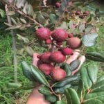 Red Ping Pong Longan Plant – Exotic Sweet Red Longan Fruit Tree for Home Garden | Uglaoo - Image 4