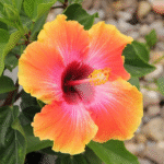 American Hibiscus Flower Plant – Large Blooming Exotic Hibiscus for Home Garden | Uglaoo - Image 3