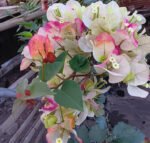 Chitra Monduring Bougainvillea Plant – Multicolor Flowering Climber for Home Garden | Uglaoo - Image 6