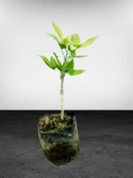 Rainbow Arcobal Orange Plant – Exotic Multi-Colored Sweet Orange Tree for Home Garden | Uglaoo - Image 7