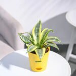 Snake Plant (Sansevieria) – Low Maintenance Indoor Air Purifying Plant | Uglaoo - Image 4
