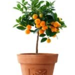 Mandarin Orange Plant – Sweet Juicy Citrus Fruit Tree for Home Garden | Uglaoo - Image 4