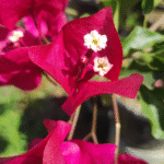Dark One Bougainvillea Plant – Deep Purple Flowering Climber for Home Garden | Uglaoo - Image 5
