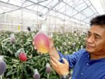 Miyazaki Mango Plant (Taiyo no Tamago) – World’s Most Premium Japanese Red Mango | Uglaoo - Image 2