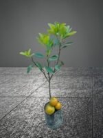 Mandarin Orange Plant – Sweet Juicy Citrus Fruit Tree for Home Garden | Uglaoo - Image 5