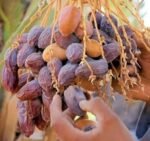 Arabian Variety Khajoor Plant – Premium Date Palm Tree for Home Garden & Farm | Uglaoo - Image 3