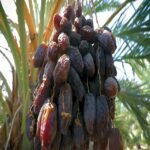 Arabian Variety Khajoor Plant – Premium Date Palm Tree for Home Garden & Farm | Uglaoo