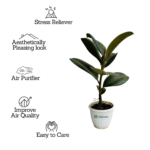 Black Rubber Plant – Premium Indoor Foliage Plant for Home & Office | Uglaoo - Image 3