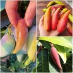 Chilli Mango Plant – Spicy-Sweet Mango Variety for Home Garden | Uglaoo - Image 3