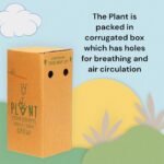 Red Diamond Guava Plant – Premium Sweet Red-Flesh Guava Tree for Home Garden | Uglaoo - Image 6