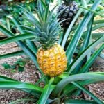 Pineapple Plant (Anarash) – Sweet Tropical Fruit Plant for Home Garden & Balcony | Uglaoo - Image 3