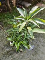 Guifei Mango Plant – Premium Exotic Sweet Mango Tree for Home Garden | Uglaoo - Image 8