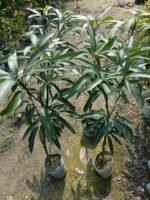 Miyazaki Mango Plant (Taiyo no Tamago) – World’s Most Premium Japanese Red Mango | Uglaoo - Image 7