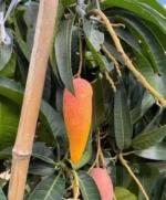 Chilli Mango Plant – Spicy-Sweet Mango Variety for Home Garden | Uglaoo - Image 5
