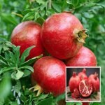 Super Bhagwa Pomegranate Plant – High Yield Sweet Red Anar Plant for Home Garden | Uglaoo - Image 7