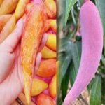 Chilli Mango Plant – Spicy-Sweet Mango Variety for Home Garden | Uglaoo - Image 2