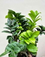 ZZ Plant (Zamioculcas Zamiifolia) – Low Maintenance Indoor Air Purifying Plant With Pot | Uglaoo - Image 3
