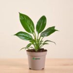 Peace Lily Plant (Spathiphyllum) – Air Purifying Indoor Flowering Plant | Uglaoo - Image 4