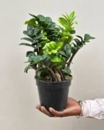 ZZ Plant (Zamioculcas Zamiifolia) – Low Maintenance Indoor Air Purifying Plant With Pot | Uglaoo - Image 2