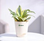 Snake Plant (Sansevieria) – Low Maintenance Indoor Air Purifying Plant | Uglaoo - Image 2