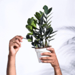 Black ZZ Plant (Raven ZZ) – Low Maintenance Indoor Air Purifying Plant | Uglaoo - Image 4