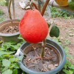 Thai Red Pomelo Plant (Batabi Lebu) – Sweet Juicy Red Pomelo Fruit Tree for Home Garden | Uglaoo - Image 2
