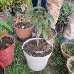 Seedless Litchi Plant – Sweet Juicy Litchi Tree for Home Garden | Uglaoo - Image 6