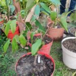 Seedless Litchi Plant – Sweet Juicy Litchi Tree for Home Garden | Uglaoo - Image 5