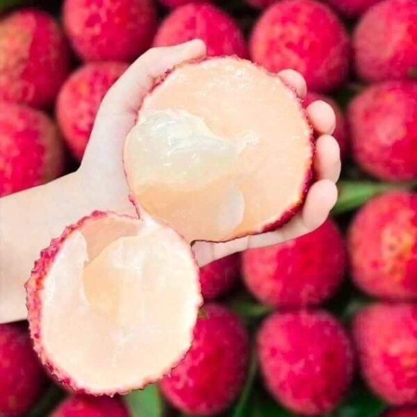 Seedless Litchi Plant – Sweet Juicy Litchi Tree for Home Garden | Uglaoo