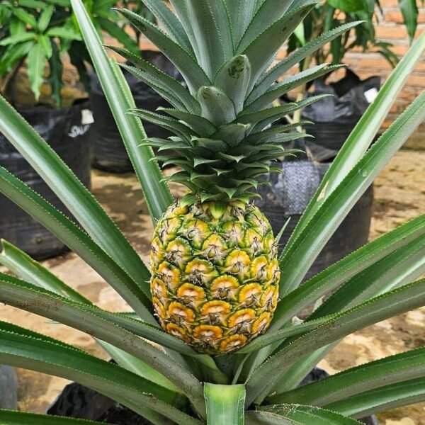 Pineapple Plant (Anarash) – Sweet Tropical Fruit Plant for Home Garden & Balcony | Uglaoo