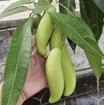 Banana Mango Plant – Thai Sweet Mango Variety for Home Garden | Uglaoo - Image 4