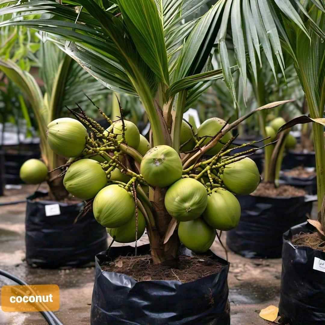 FB_IMG_1729258145613 Vietnam Coconut Plant – High Yield Sweet Water Coconut Tree for Home Garden | Uglaoo - Image 1