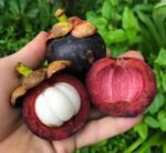 Mangosteen Fruit Plant – Queen of Tropical Fruits Tree for Home Garden | Uglaoo