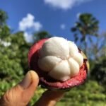 Mangosteen Fruit Plant – Queen of Tropical Fruits Tree for Home Garden | Uglaoo - Image 3