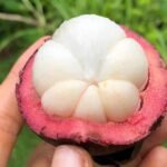 Mangosteen Fruit Plant – Queen of Tropical Fruits Tree for Home Garden | Uglaoo - Image 4