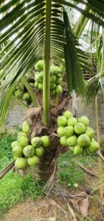 Vietnam Coconut Plant – High Yield Sweet Water Coconut Tree for Home Garden | Uglaoo - Image 2