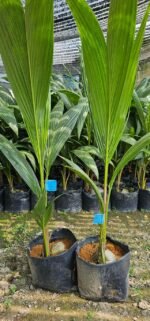 Vietnam Coconut Plant – High Yield Sweet Water Coconut Tree for Home Garden | Uglaoo - Image 6