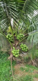 Vietnam Coconut Plant – High Yield Sweet Water Coconut Tree for Home Garden | Uglaoo - Image 3