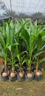 Vietnam Coconut Plant – High Yield Sweet Water Coconut Tree for Home Garden | Uglaoo - Image 5