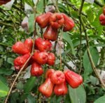 Red Water Apple Plant – Sweet Juicy Exotic Fruit Tree for Home Garden | Uglaoo - Image 9