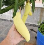 Banana Mango Plant – Thai Sweet Mango Variety for Home Garden | Uglaoo