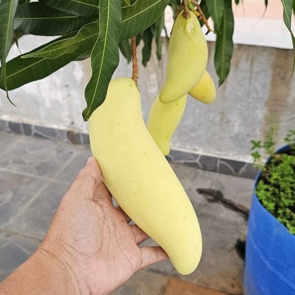 Banana Mango Plant – Thai Sweet Mango Variety for Home Garden | Uglaoo
