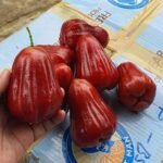 Red Water Apple Plant – Sweet Juicy Exotic Fruit Tree for Home Garden | Uglaoo - Image 2