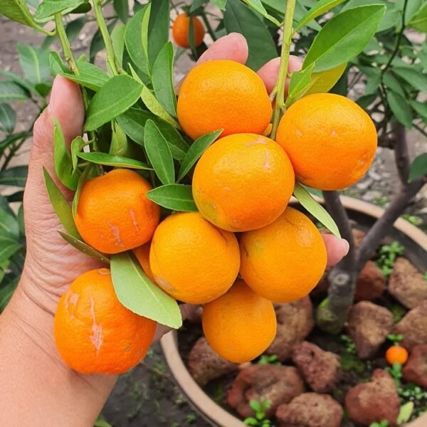 Mandarin Orange Plant – Sweet Juicy Citrus Fruit Tree for Home Garden | Uglaoo
